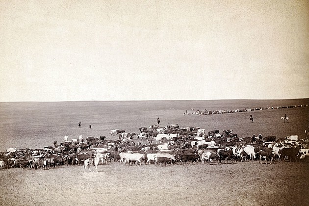 Old Time Belle Fourche Cattle Drive - Getty Thinkstock
