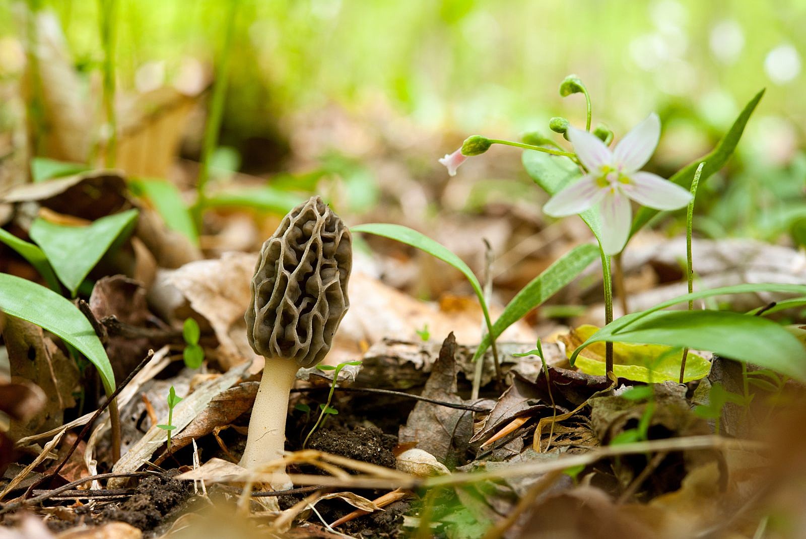 Morel Mushroom Hunting Tips For Minnesota, Iowa, and South Dakota-Getty Thinkstock