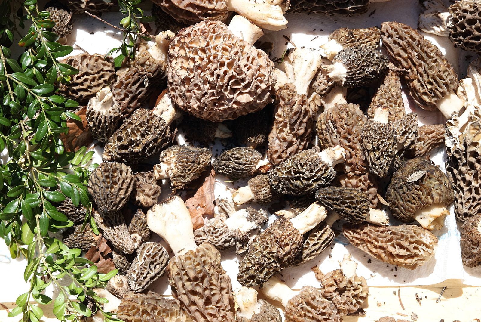 Morel Mushroom Hunting Tips For Minnesota, Iowa, and South Dakota-Getty Thinkstock