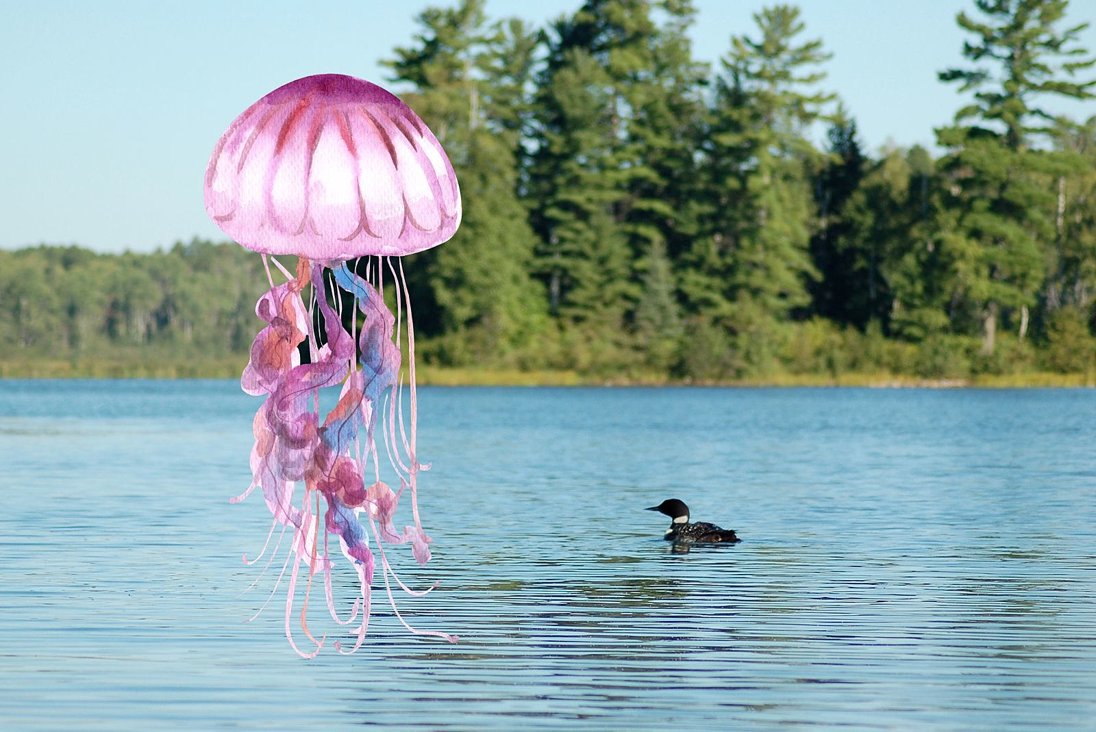 Are There Really Jellyfish Swimming In Minnesota Lakes-Getty Thinkstock