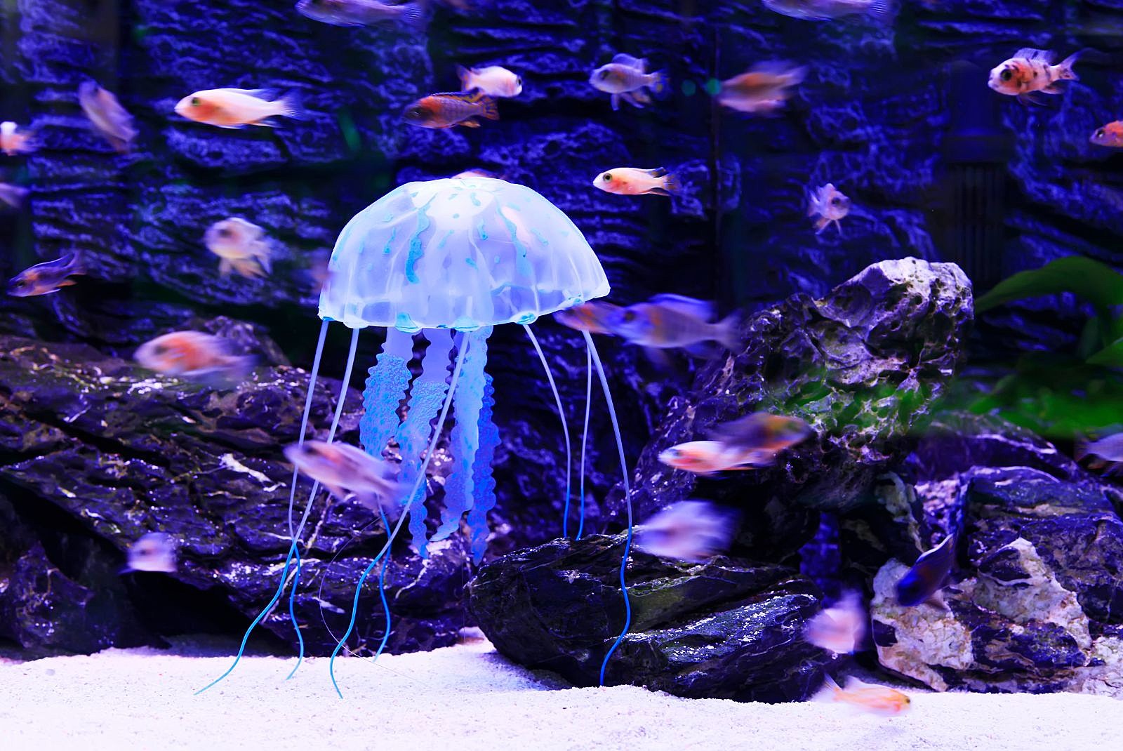 Common Jellyfish-Getty Thinkstock