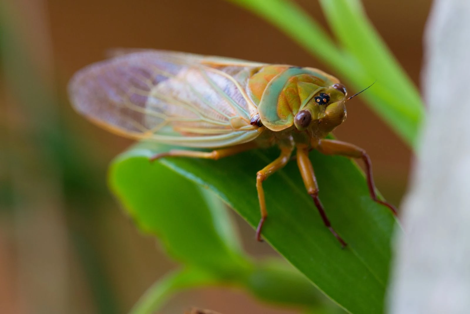 A Monster Once In A Lifetime Cicada Invasion Coming To Iowa-Getty Thinkstock
