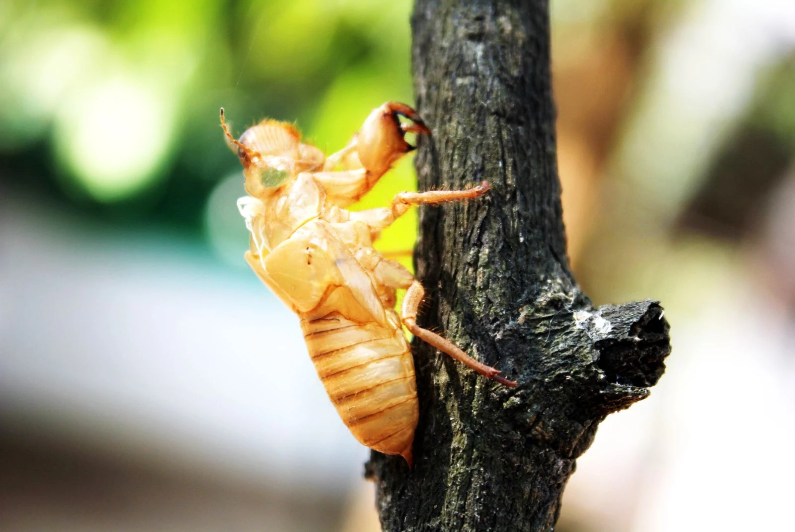 A Monster Once In A Lifetime Cicada Invasion Coming To Iowa-Getty Thinkstock