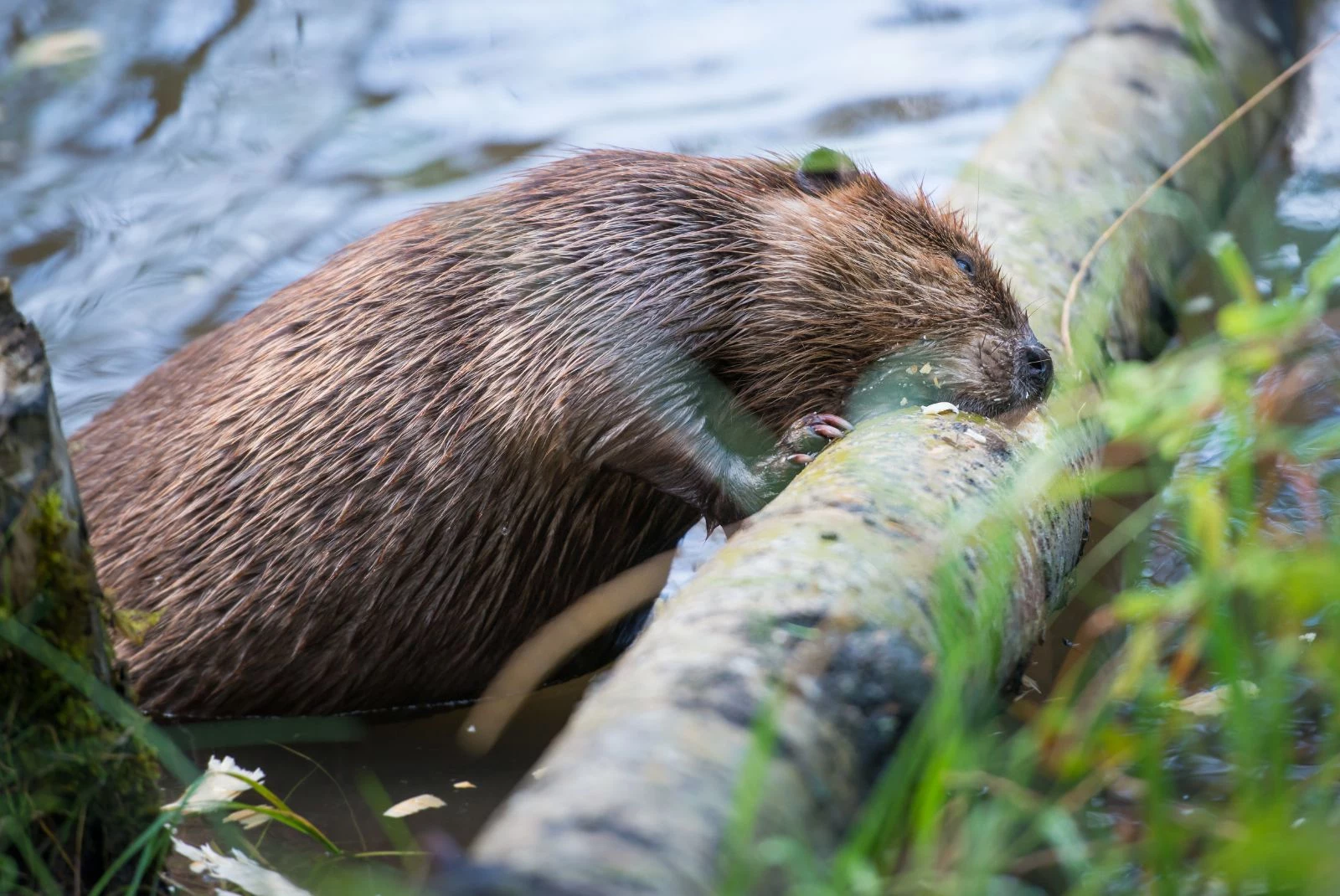 Can I Legally Blow Up A Beaver Dam In Minnesota-Getty Thinkstock