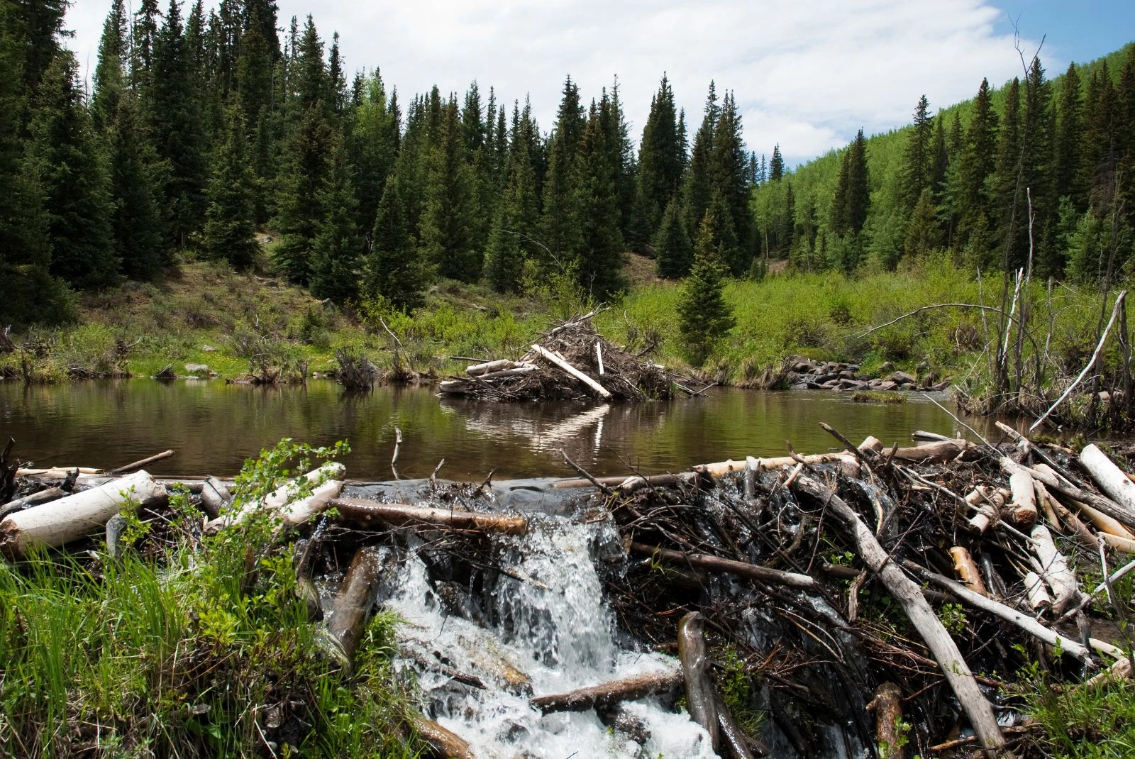 Can I Legally Blow Up A Beaver Dam In Minnesota-Getty Thinkstock