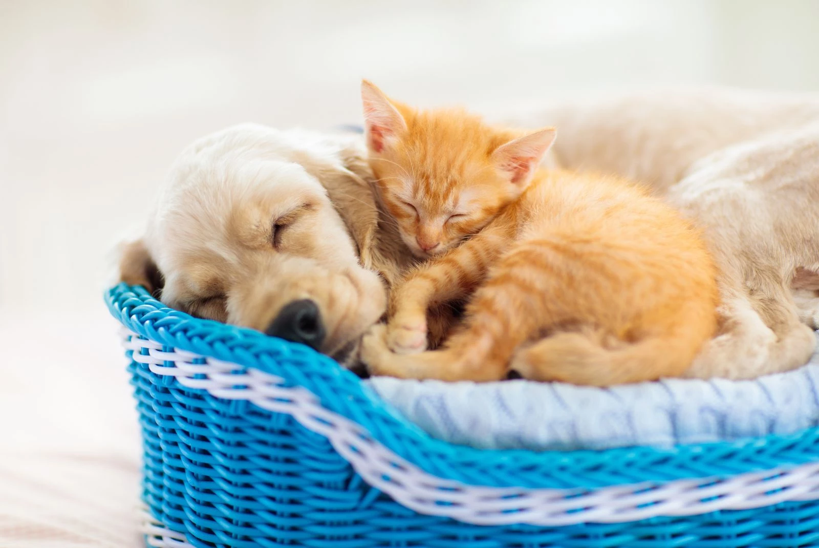 Sleeping puppy and kitten