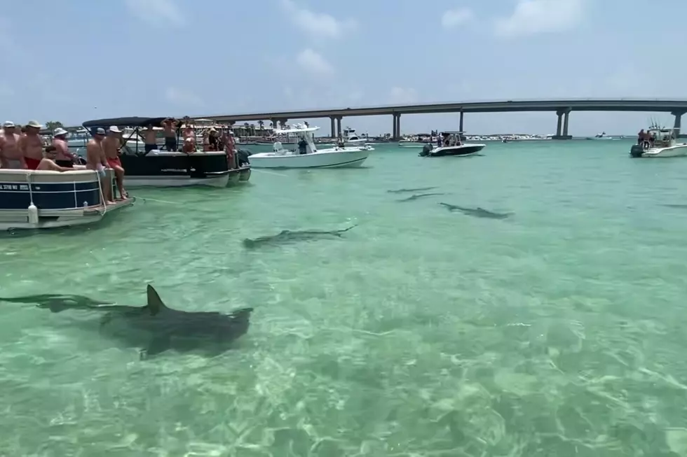 Hammerhead Sharks Thrill Spectators Near Orange Beach as Viral Video Takes Social Media by Storm