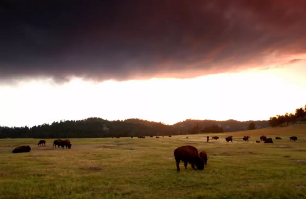 South Dakota Bison Will Have More Room To Roam