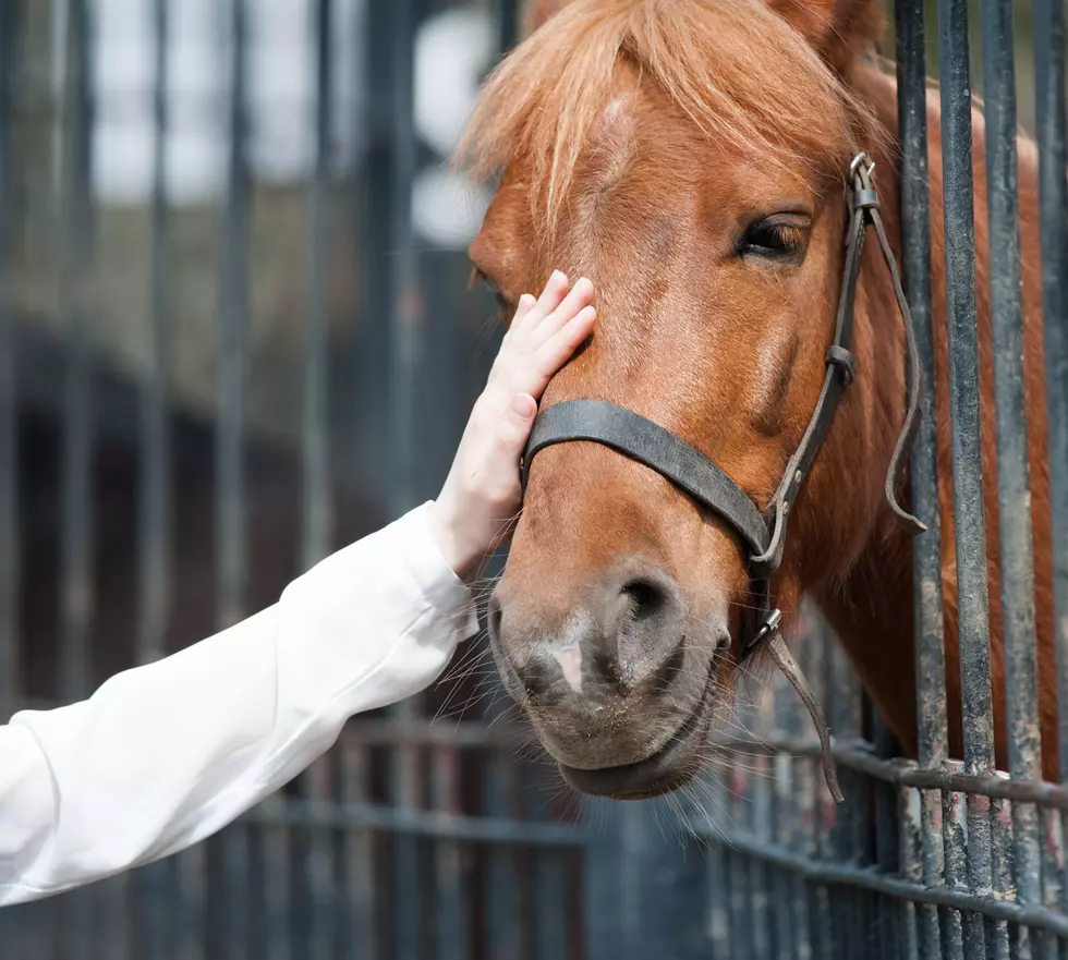 Sioux Falls Man Competing for National Horsemanship Award
