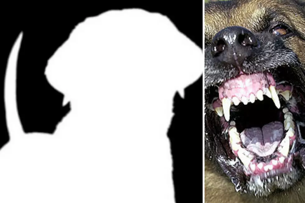 Animal Control Needs to Find Dog That Bit Sioux Falls Boy on Sunday