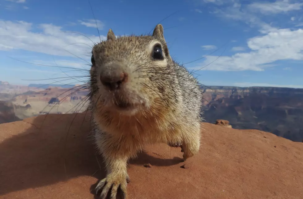 Is It Legal To Have Squirrels As Pets In Sioux Falls?