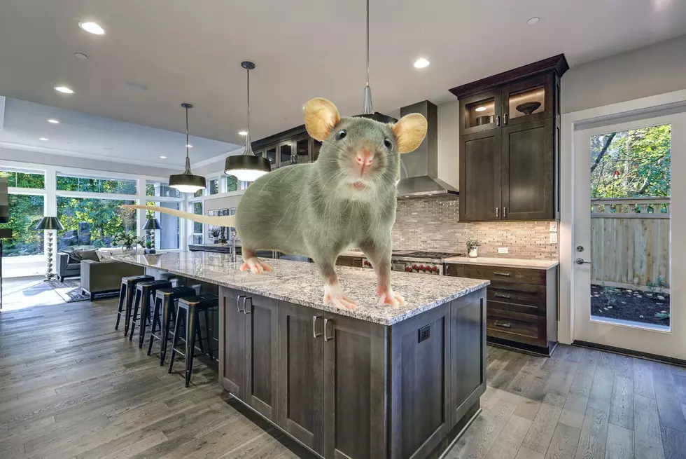Two Minnesota Cities On 2023 List Of Most Homes With Rats