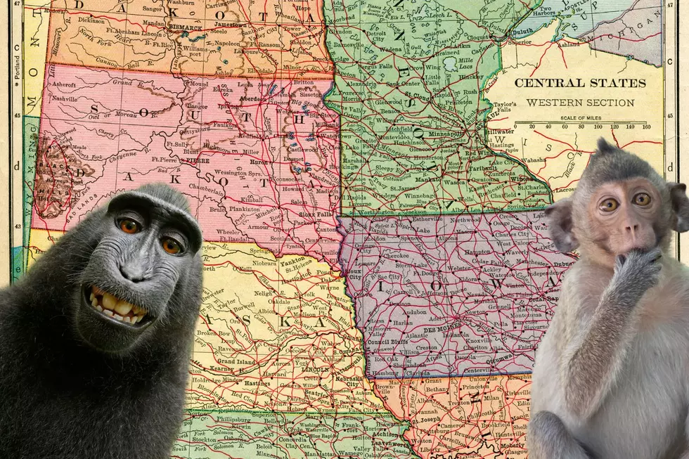 Is It Legal To Own A Monkey In Minnesota, Iowa, Or South Dakota?