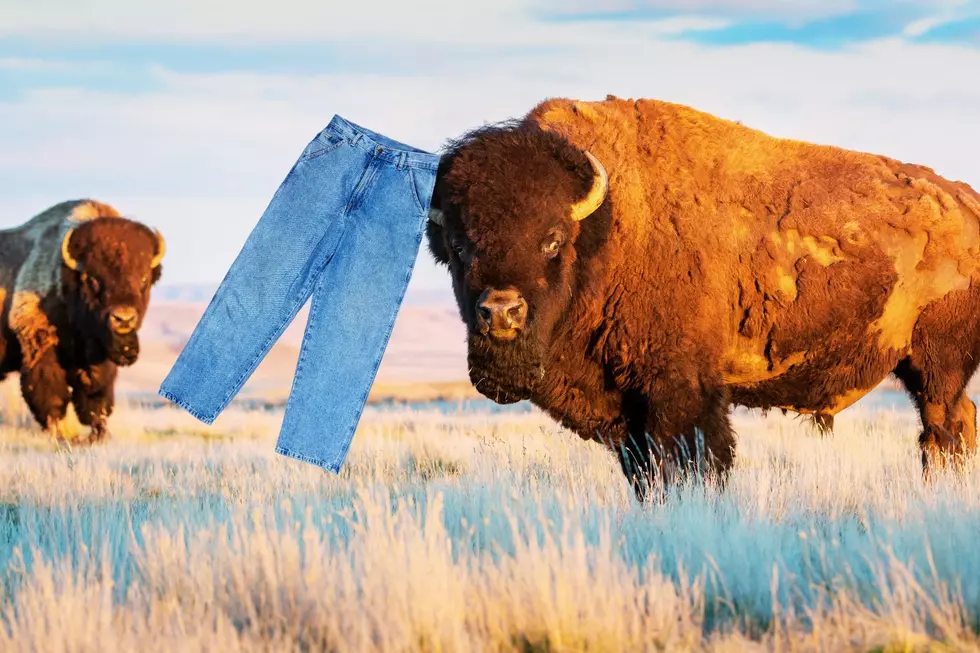 First Bison Goring Of 2025 Injures Tourist
