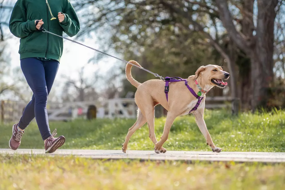 23rd Annual ‘Bark in the Park’ Will Be Pawsome!