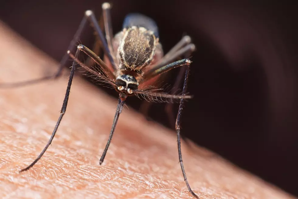 Beat The Buzz: South Dakotan Develops Clever Mosquito Trap
